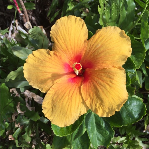 Just Ask, lower $ or shipping... - Picture 2 of 3